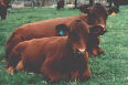senepol cattle