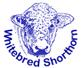 Whitebred shorthorn
