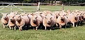 southdown sheep