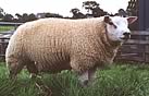dutch dutch texels