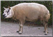 dutch texels