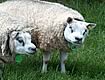 Texel Breedingsheep - Comb. Kluitenberg