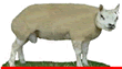 Nederlandse Texelaar fokkers