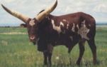 watusi bulls