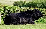 Rhuddel Polled Welsh Black Cattle