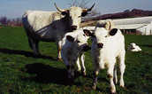 white park cattle