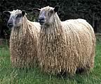 Wensleydale Longwool  Sheep Breeders' Association