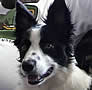 Cherokee Rose Border Collies