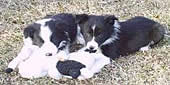 G-Force Border Collies