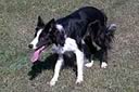 Mid-Tenn StockdogsMid-Tenn Stockdogs