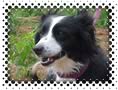 Wildrose Border Collies
