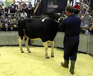 Winnoch Uniroyal - 7,700gns