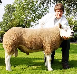 Adam Richardson with the Skipton Texel supreme champion