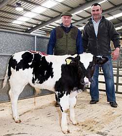 British Blue bull calf