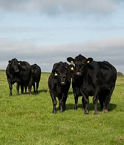 aberdeen angus cattle
