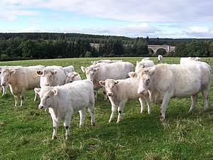 Whitebred Shorthorn cattle