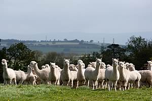 Blueberry Alpacas
