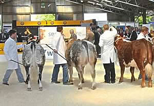 Beef Expo