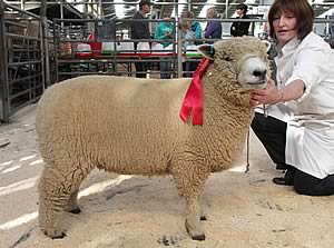 Ryeland Breed Champion