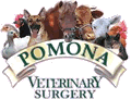 Pomona Vet Surgery