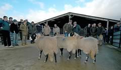 Hawes Swaledale Sale