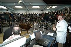 Borderway Auction Mart