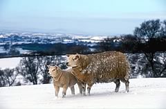 Beltex ewe and lamb