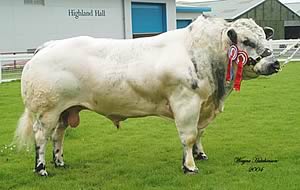 Belgian Blue at Beef Expo 2004