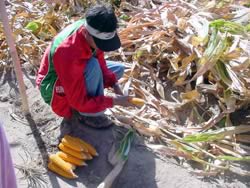 Member of the Philippine Biosafety Regulatory Team inspecting Bt corn cobs during the harvesting of one of the open field trials of Bt corn in the Philippines.