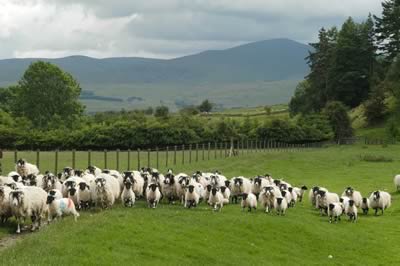 sheep at Low Beckside, Mungrisdale