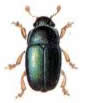 pollen beetle