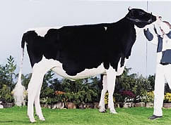 holstein