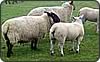 beltex sheep