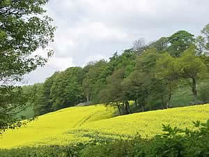 oilseed rape