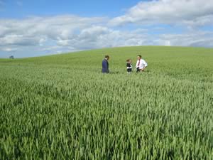 Martin Ramsden, left, and his daughter Claire and James Logan looking at the wheat which is to be sold