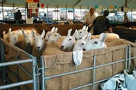 Class winners parade in the main sales ring at Skipton at-last year's show