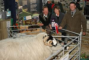 Rough Fell Sheep 