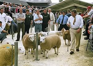 texel crowd