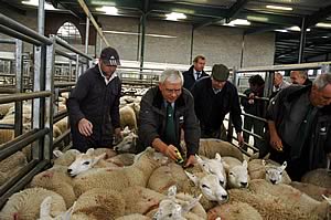 Lambs being sorted by the BRP at Cockermouth market.