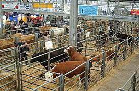 beef expo