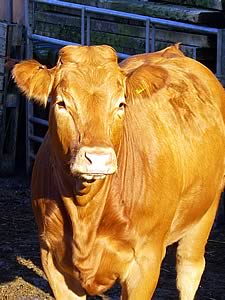 limousin