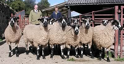 Champion pen of Masham gimmer shearlings