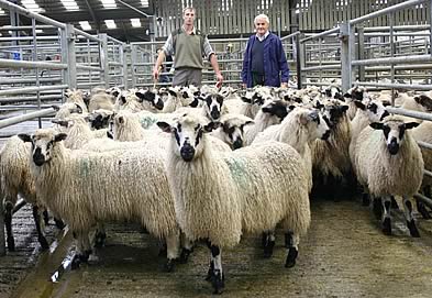 Trevor Stoney, left, with his Masham wether champions, joined by judge Bob Lloyd.