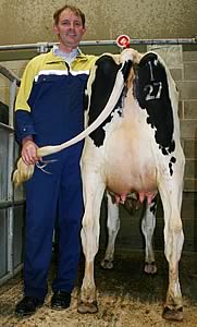 David Booth is pictured with his Craven Dairy Auction October champion