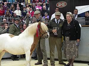 shetland pony sale