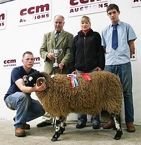 Dalesbred ram