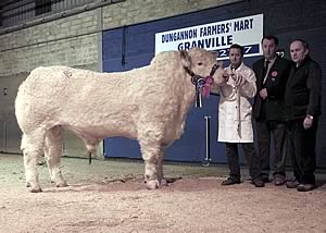 Greyoak Able, the reserve male champion at 8,400gns