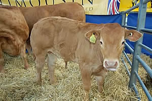 limousin calf