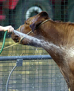 royal highland show