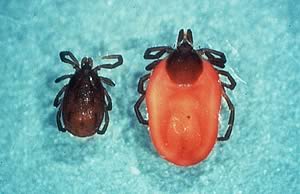 Sheep ticks